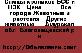 Самцы кроликов БСС и НЗК › Цена ­ 400 - Все города Животные и растения » Другие животные   . Амурская обл.,Благовещенский р-н